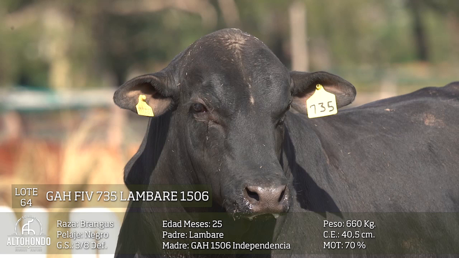 Lote LOTE 64