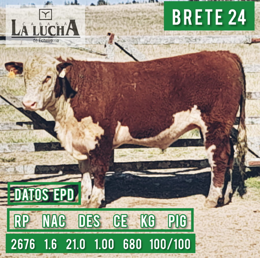 Lote TOROS POLLED HEREFORD PI