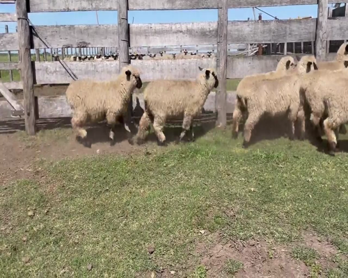 Lote 17 Corderas en Soriano, Dolores