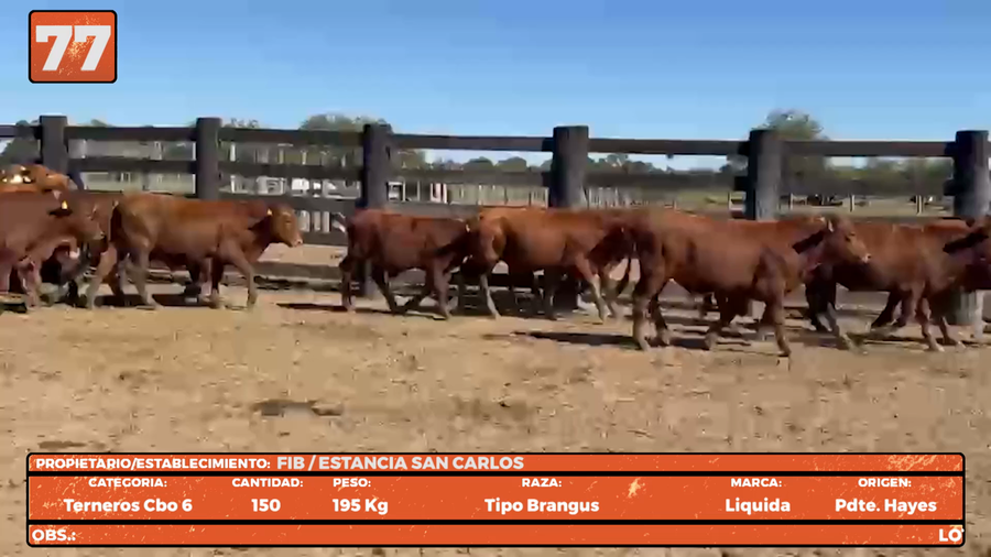 Lote LOTE 77