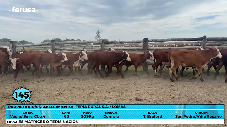 Lote LOTE 145