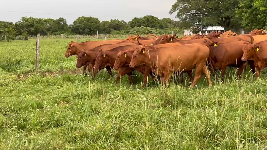 Lote 38 Vaquillonas C/ gtia de preñez en Pto. Eva Perón, Chaco