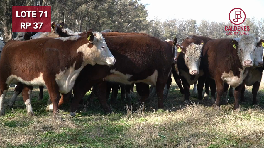 Lote Vaquillonas PR Preñadas Parición Otoño (INSEMINACION ARTIFICIAL)