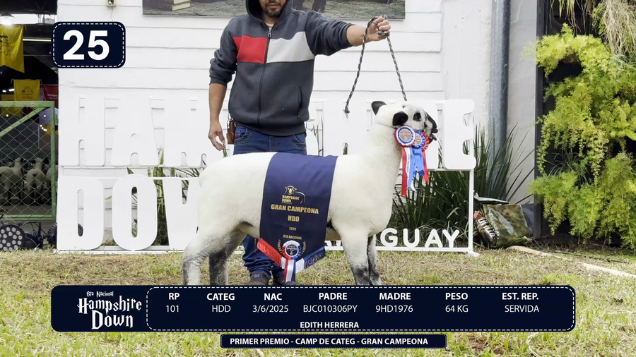 Lote LOTE 25
