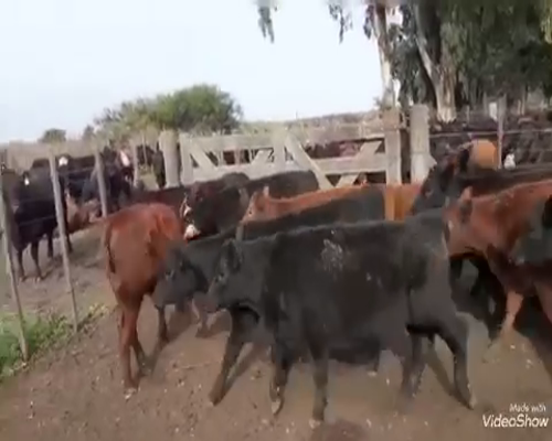 Lote 110 Terneras en Coronel Vidal, Buenos Aires