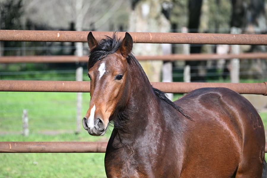Lote LA BRAVA TOTORERA