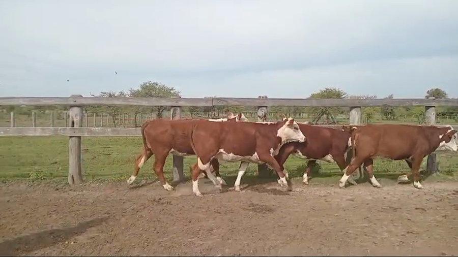 Lote 42 Vaquillonas C/ gtia de preñez en Corrientes, Perugorría