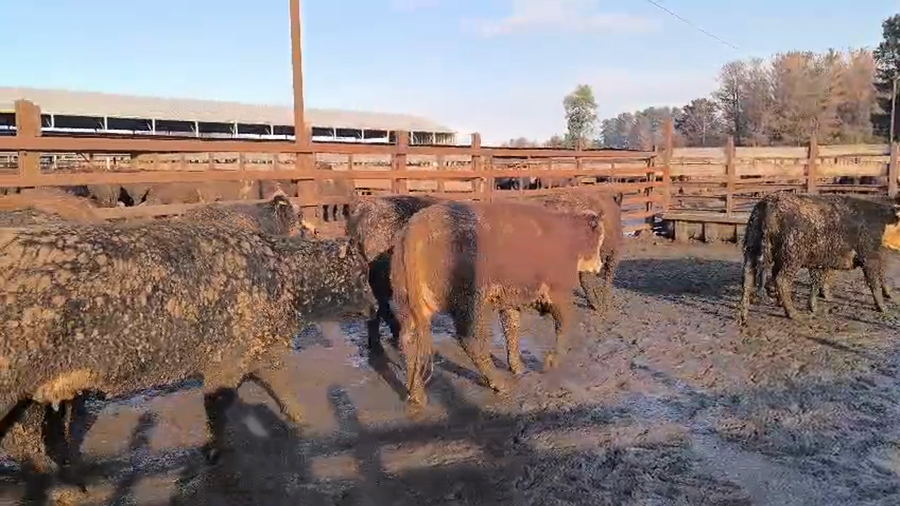 Lote 20 Vaquilla Gorda en Los Ángeles, VIII Región Biobío