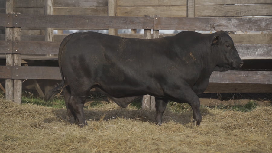 Lote TORO BRANGUS