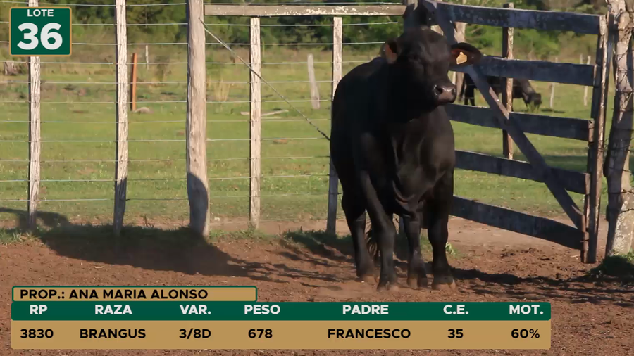 Lote TOROS LOTE 36