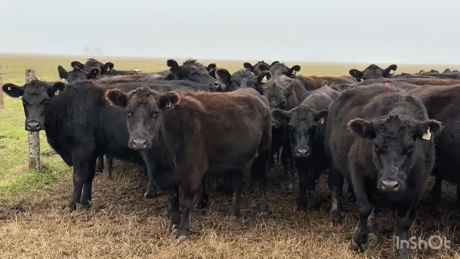 Lote 55 Vacas nuevas C/ gtia de preñez