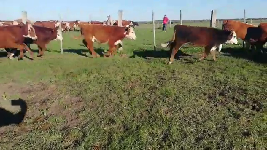 Lote 110 Terneros/as en Concordia, Entre Ríos