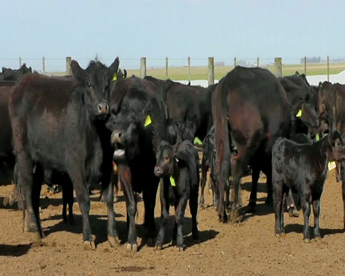 Lote VAQUILLONAS ANGUS NEG. MAS C/CRIA