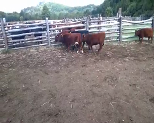 Lote 80 Ternera en XI Región Aysén, Cisnes