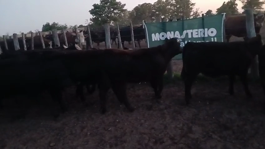 Lote 74 Terneros/as en Daireaux