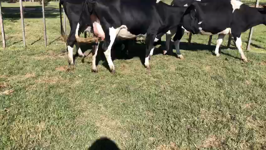 Lote 3 Vacas y vaquillonas a remate en Pantalla Camy 500kg -  en Ecilda Pavllier