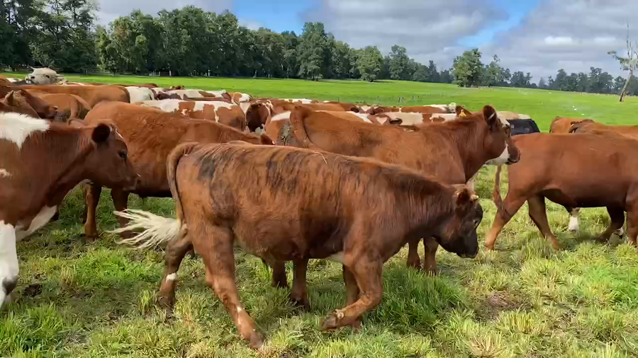 Lote 50 Novillo Engorda en Paillaco, XIV Región Los Ríos