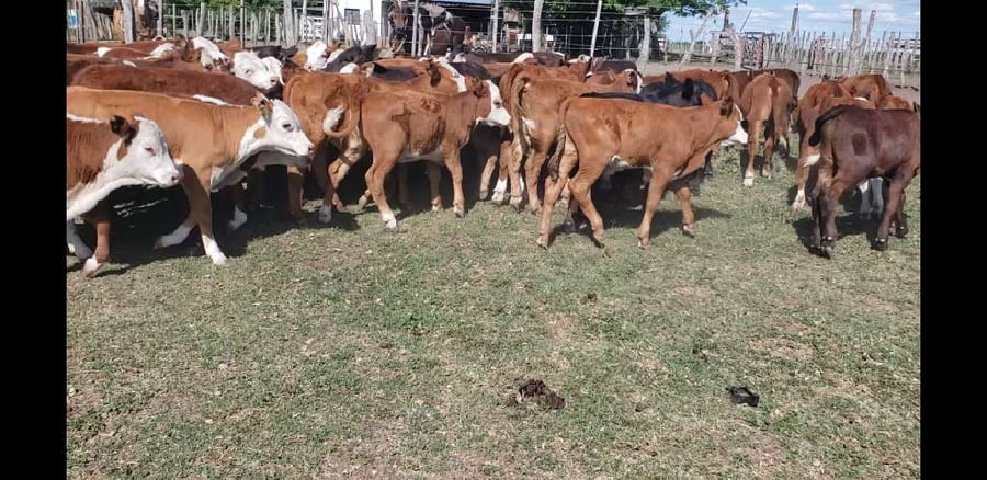 Lote 85 Terneros/as en Villaguay, Entre Ríos