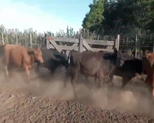 Lote 50 Terneros en Gral. Paz, Buenos Aires