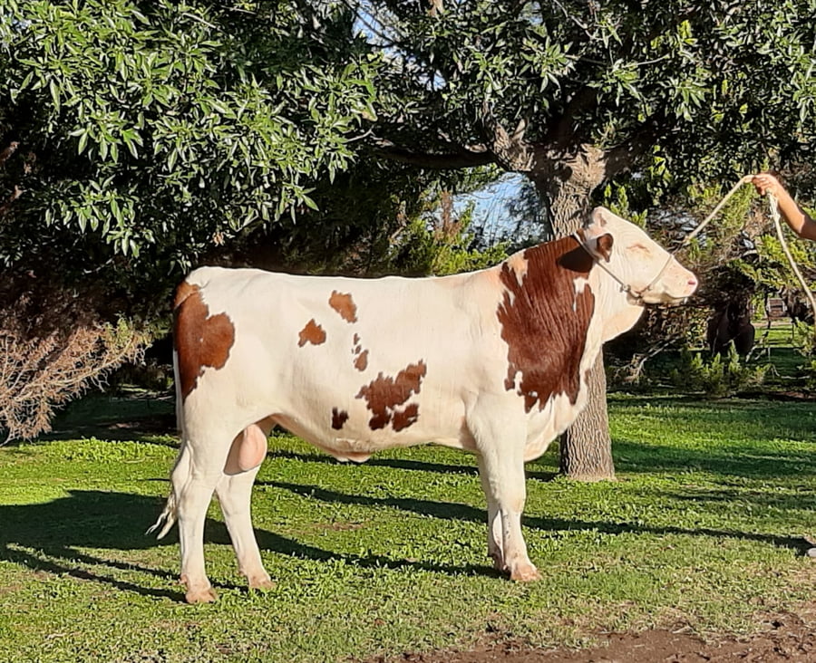 Lote Toros - Establecimiento La Clide