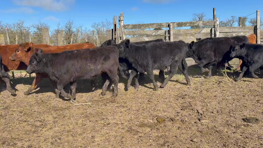 Lote 109 Terneros/as