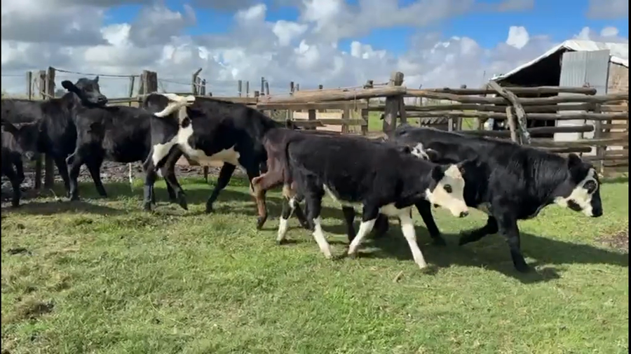 Lote TERNEROS Y TERNERAS