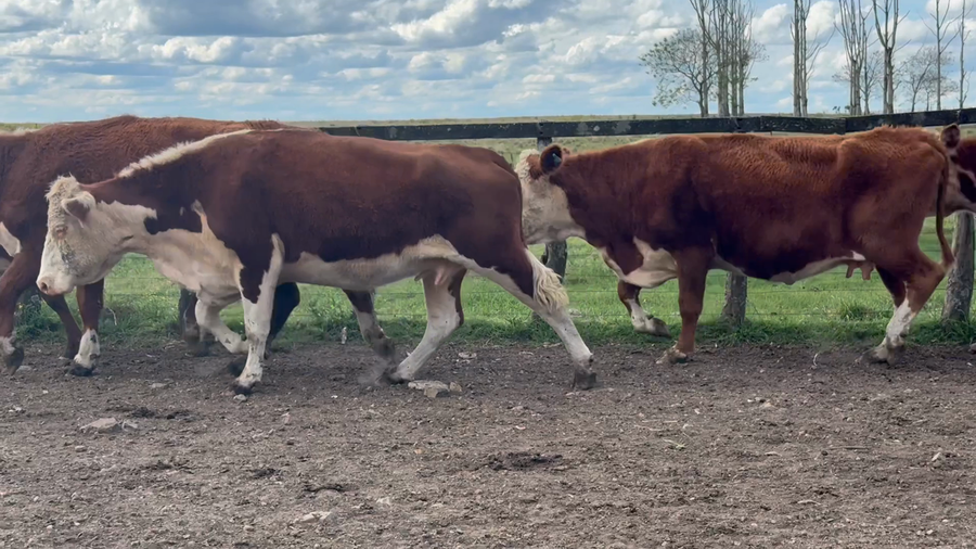 Lote 11 Vacas Conserva