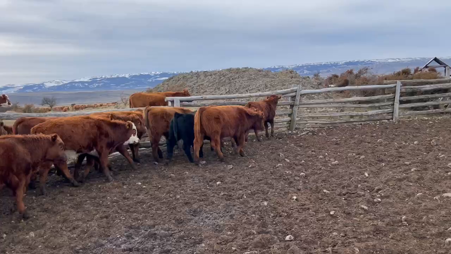 Lote 18 Ternero en Coyhaique, XI Región Aysén