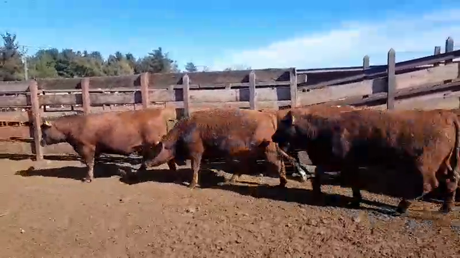 Lote 20 Novillo Gordo en Los Ángeles, VIII Región Biobío