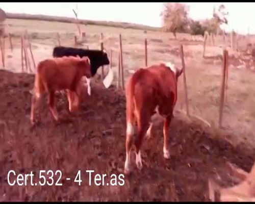 Lote (Vendido)4 Terneras 1HO - 2HE - 1HE/ HO a remate en Remate virtual de Coco Morales & Asoc. 180kg -  en CUEVA DEL TIGRE A 18 KM DE CARDONA