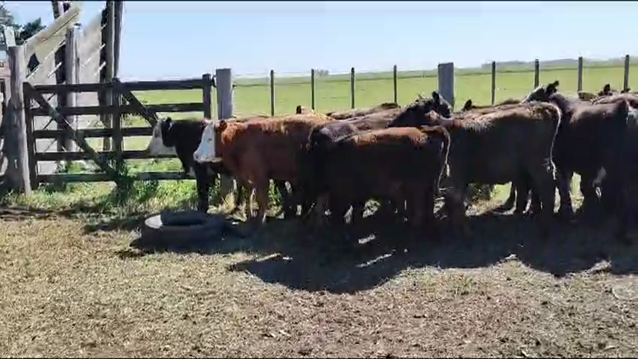 Lote 17 Terneros/as en Ayacucho, Buenos Aires