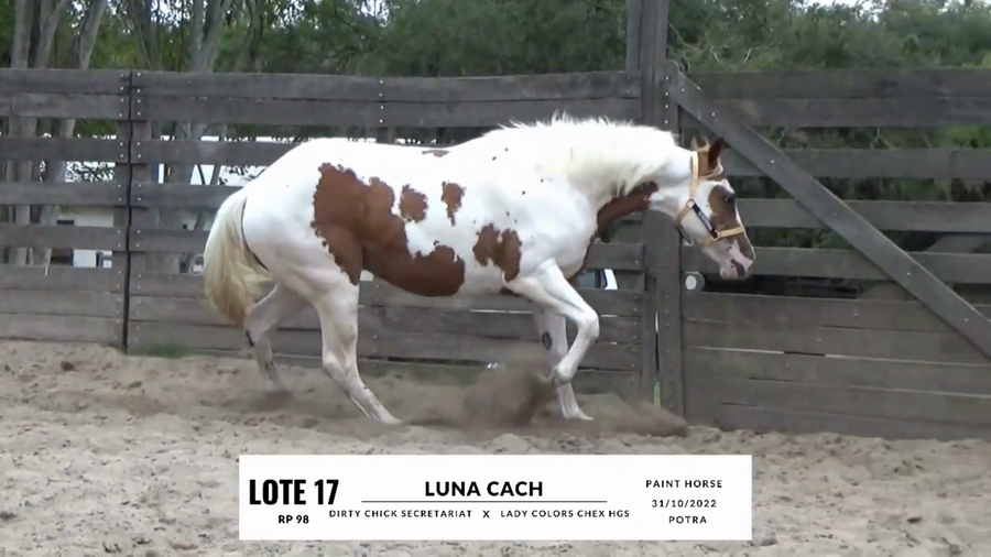 Lote LUNA CACH