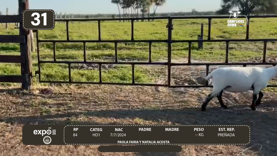 Lote LOTE 31 - CAMPO