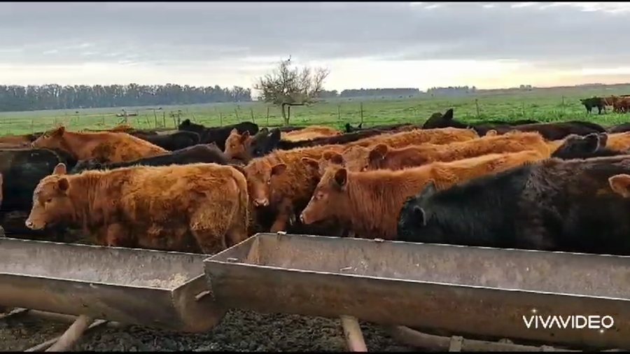 Lote 70 Terneros/as en Magdalena, Buenos Aires