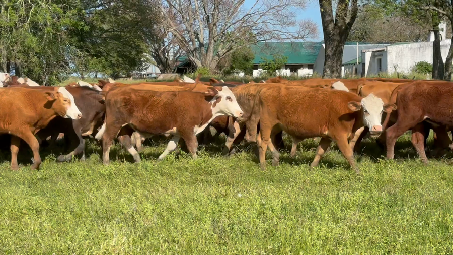 Lote 200 Novillitos en Corrientes, Mercedes