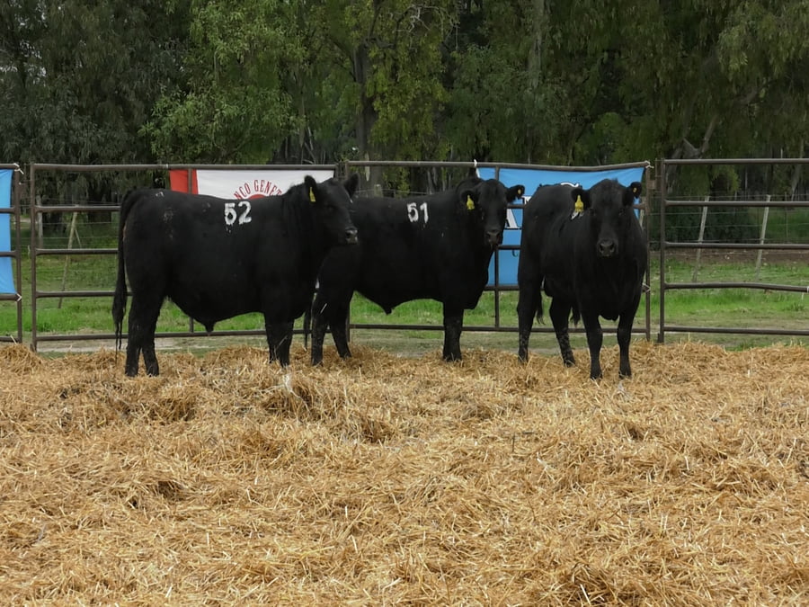 Lote TOROS ANGUS NEGROS PC
