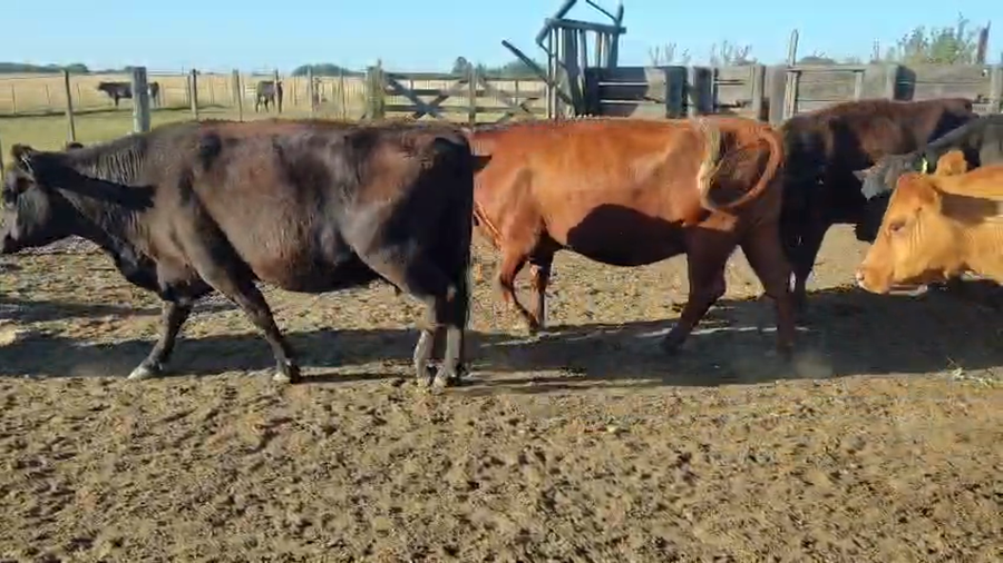 Lote 22 Vacas preñadas en Buenos Aires, Ayacucho