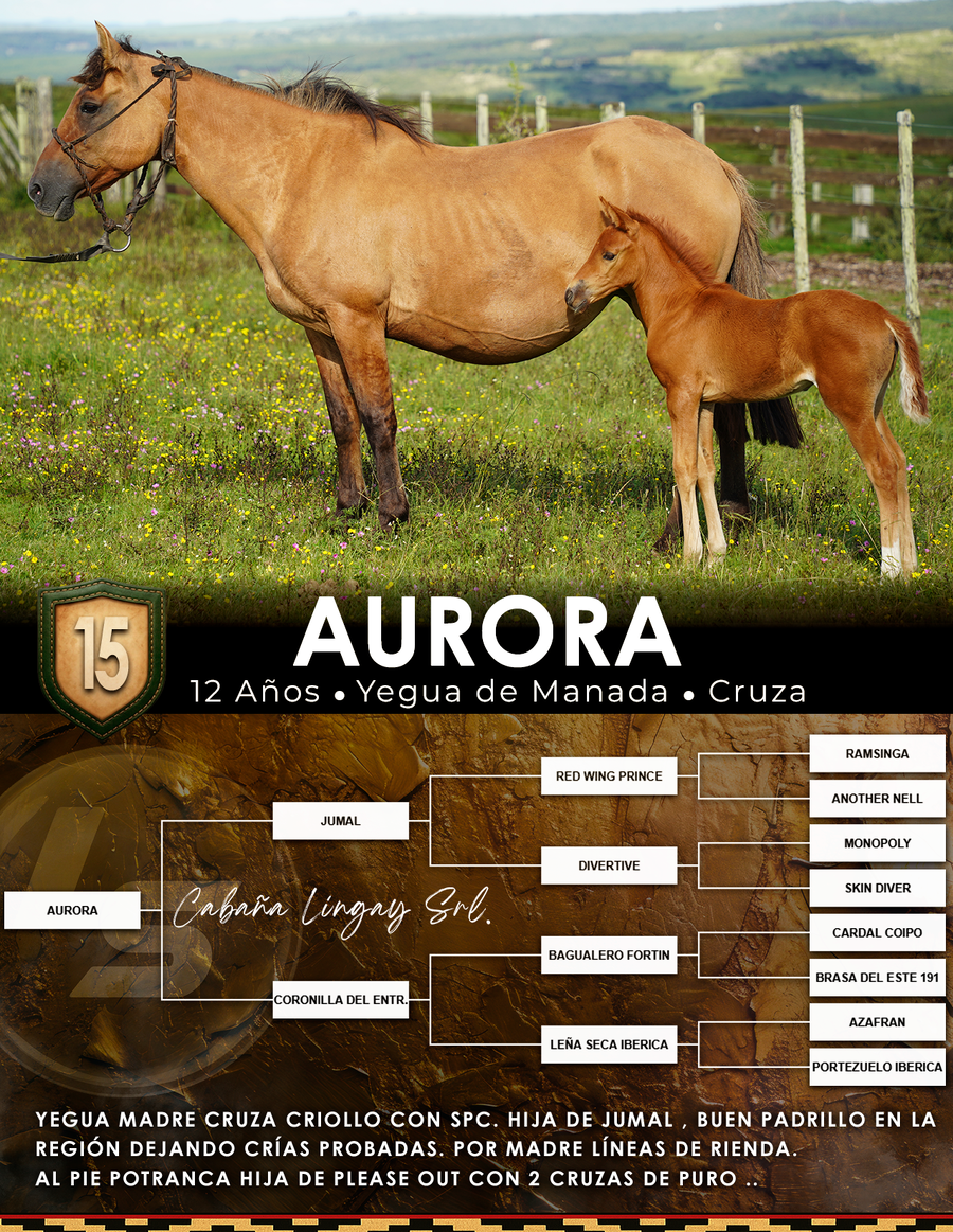 Lote AURORA