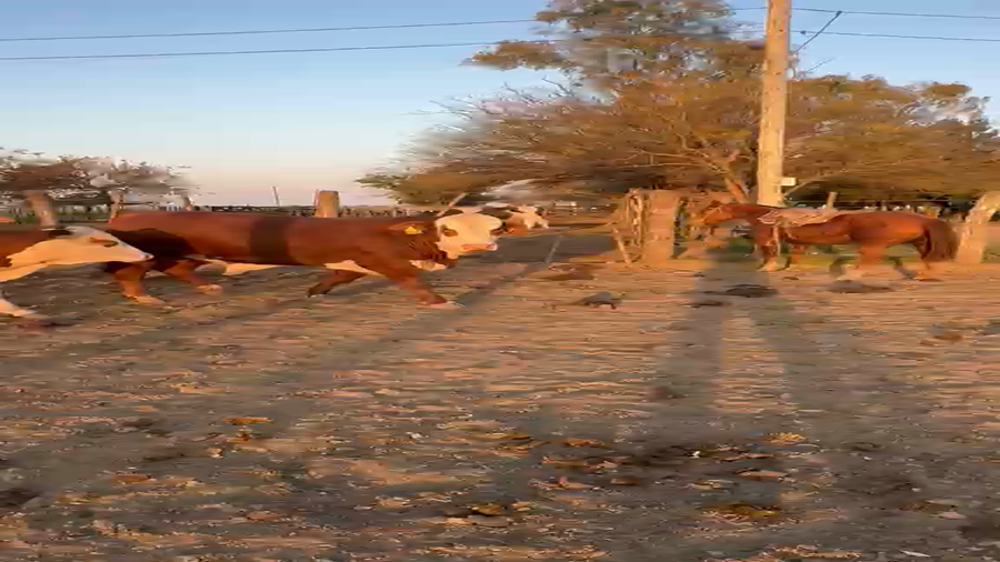 Lote 10 Toros
