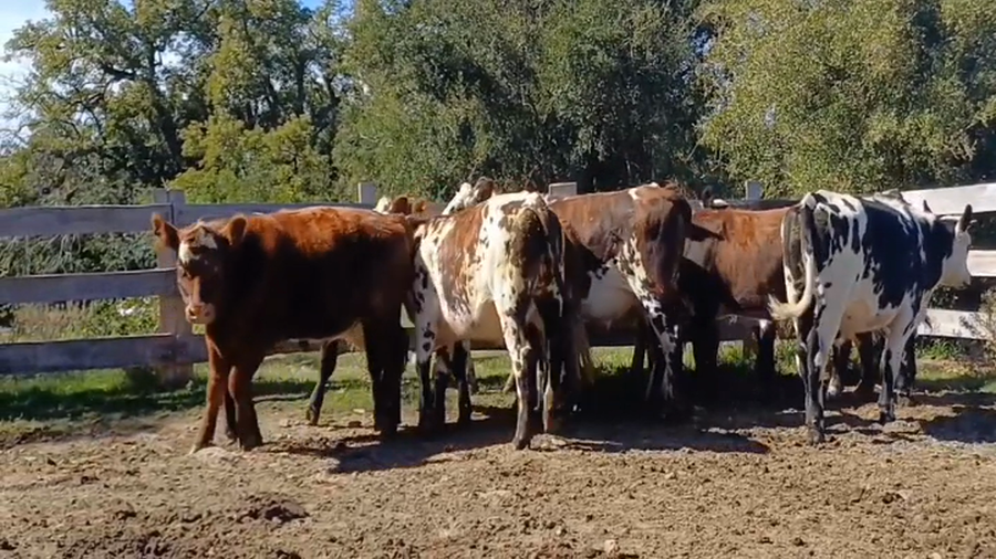 Lote 12 Novillos 1 a 2 años NORMANDO a remate en #44 Pantalla Carmelo 365kg -  en PASO DE LA QUINTA