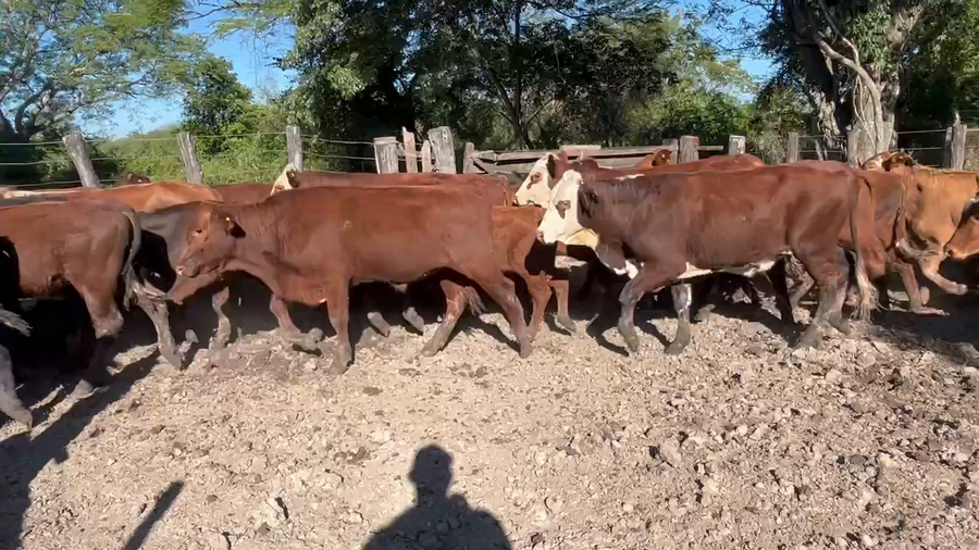 Lote 200 Terneros en Misión San Fco., Formosa