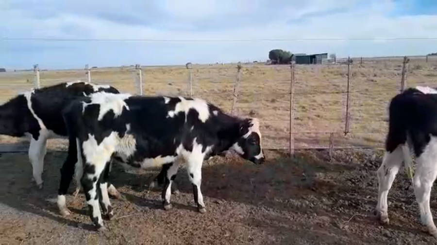 Lote 9 Novillos HOLANDO a remate en PANTALLA CAMY 270kg - , San José