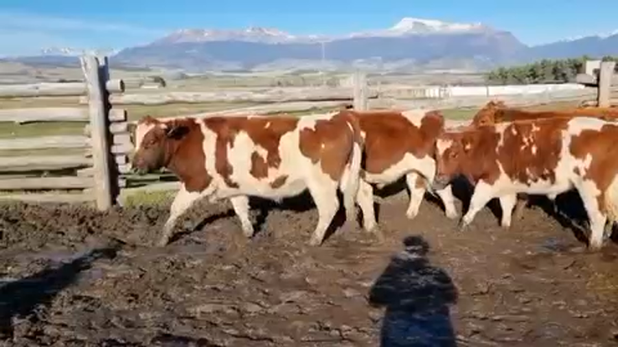 Lote 25 Novillo Engorda en Coyhaique, XI Región Aysén