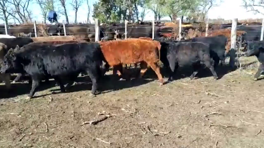 Lote 60 Terneros/as en Lezama, Buenos Aires