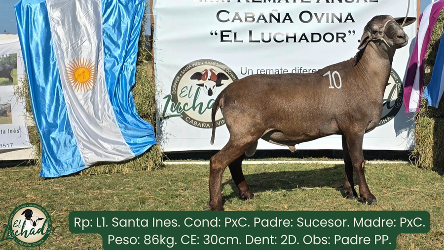 Lote L1