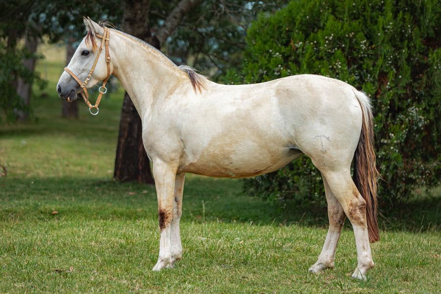 Lote Tobogan Madrina