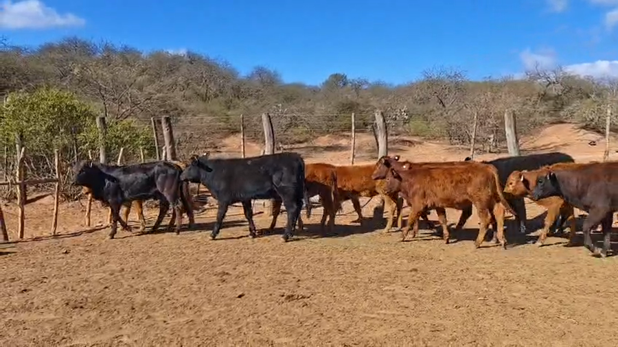 Lote 60 Terneras en Salta, Gral. Güemes