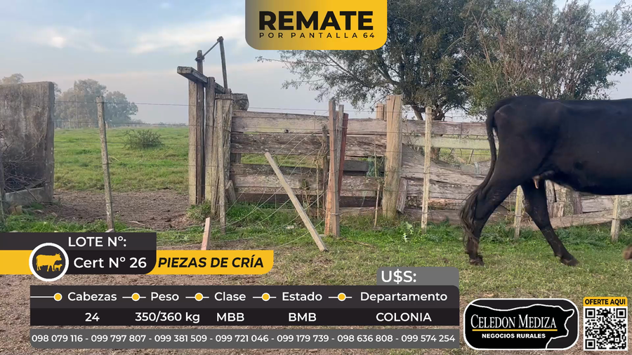 Lote 24 Piezas de cría en Tarariras, Colonia