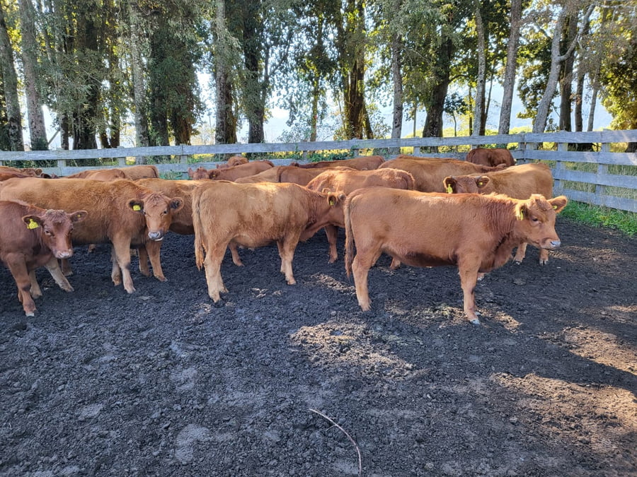 Lote 55 Vaquilla Engorda en XIV Región Los Ríos, Futrono