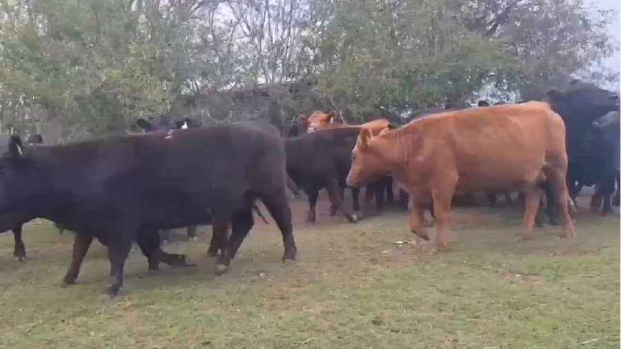 Lote 13 Vacas nuevas C/ gtia de preñez